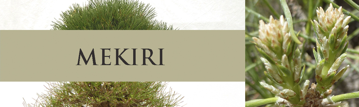 pinus nigra brepo bonsai Pinus nigra Brepo main image 1