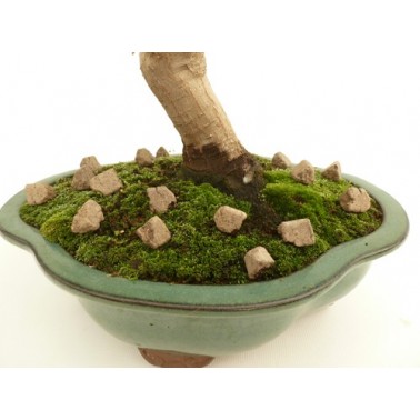 Abono Orgánico BioGold 5 Kg