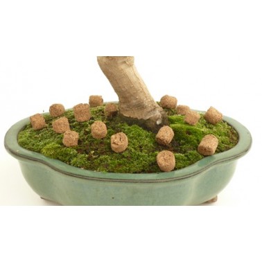 Hanagokoro  500gr - Grano Medio