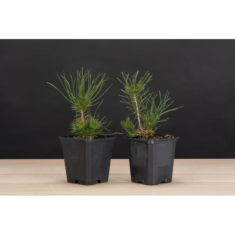 Planton Pinus Densiflora