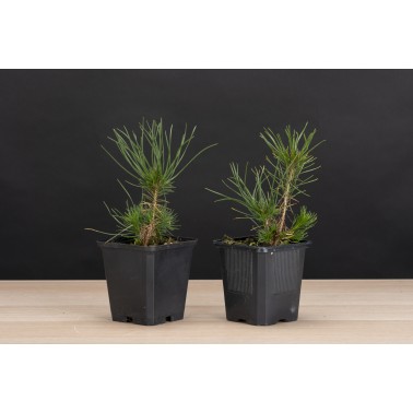 Planton Pinus Densiflora