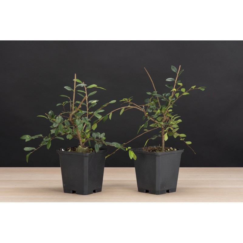 Planton Ulmus Parviflora