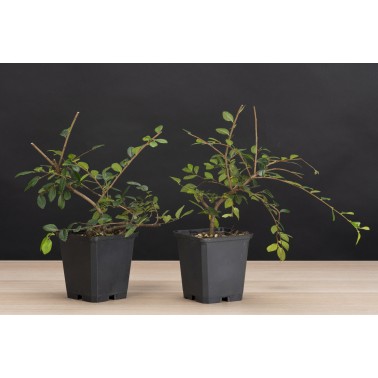 Planton Ulmus Parviflora