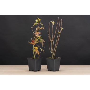 Planton Arce Palmatum