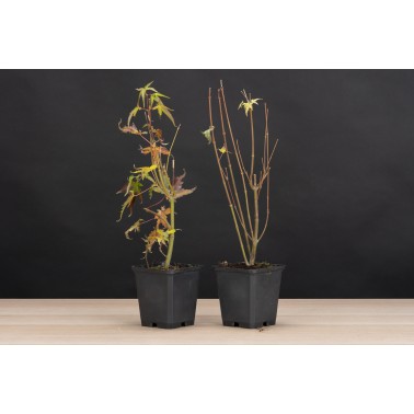 Planton Arce Palmatum