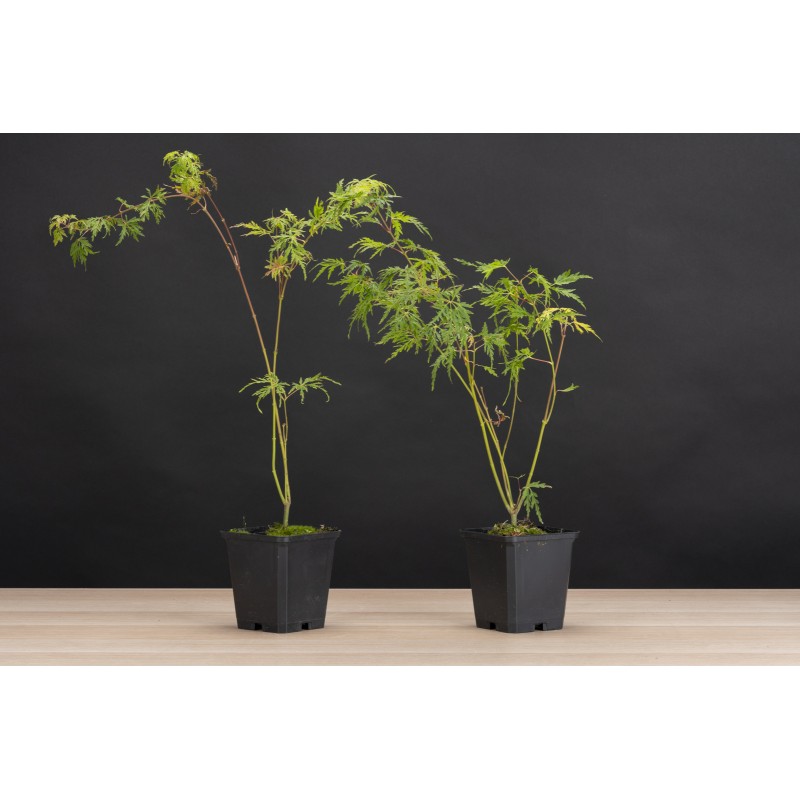 Planton Arce Palmatum Seiryu