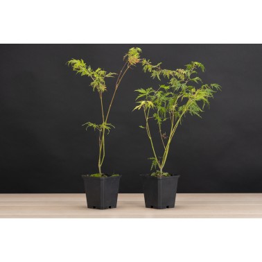Planton Arce Palmatum Seiryu