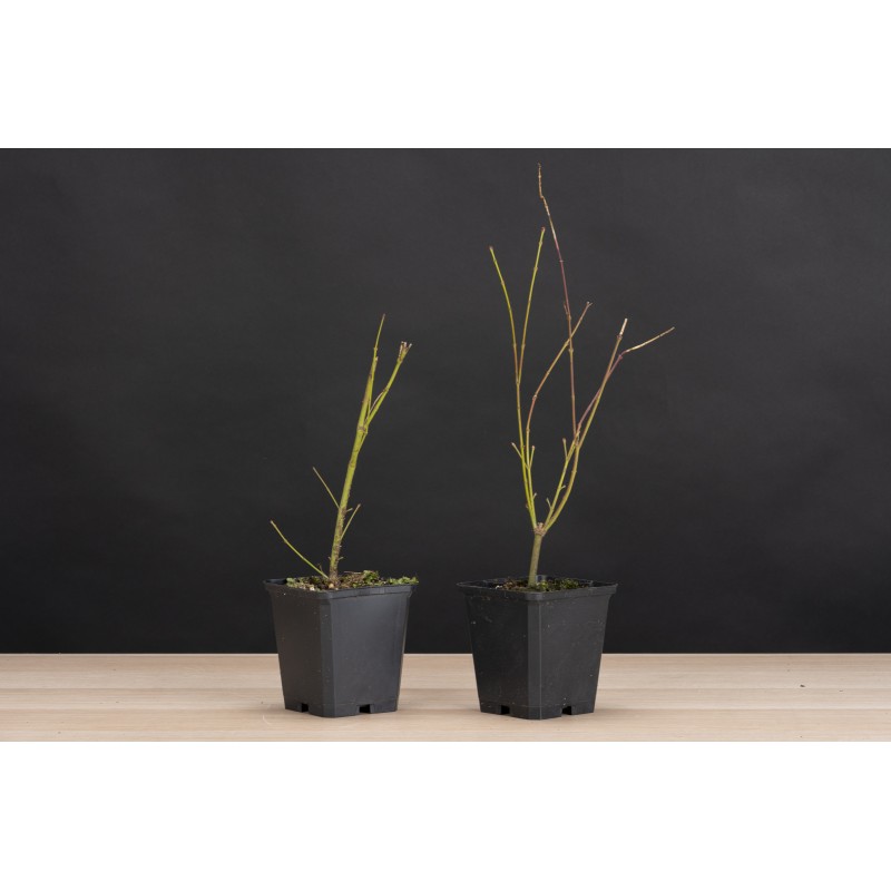 Planton Arce Palmatum Katsura