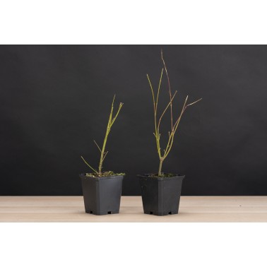 Planton Arce Palmatum Katsura