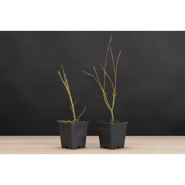 Planton Arce Palmatum Katsura