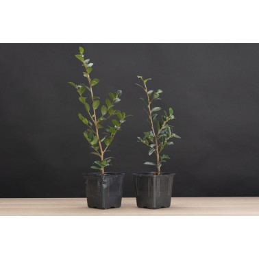 Planton Camelia Sasanqua