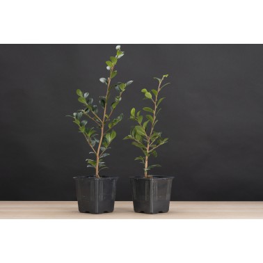 Planton Camelia Sasanqua