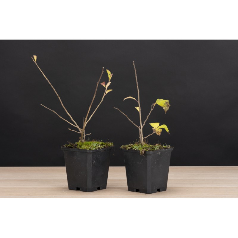 Planton Illex Serrata