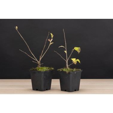 Planton Illex Serrata