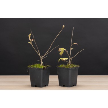 Planton Illex Serrata