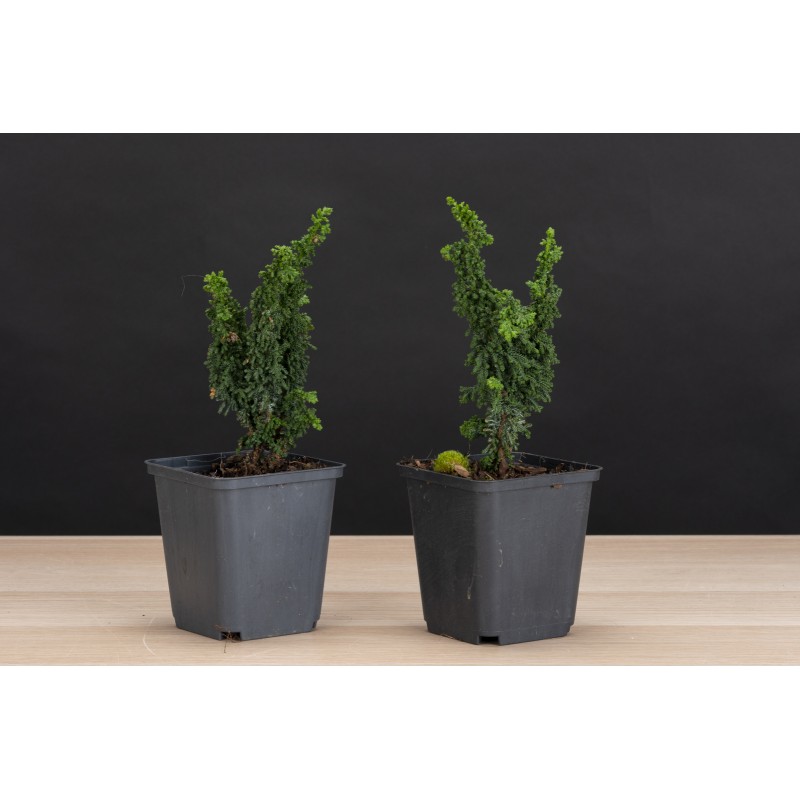 Planton Cipres Hinoki