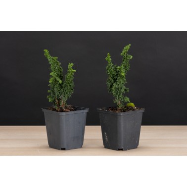 Planton Cipres Hinoki