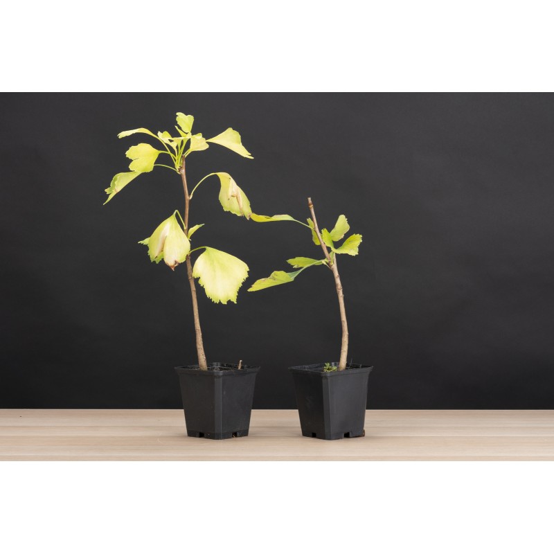 Planton Ginkgo Biloba