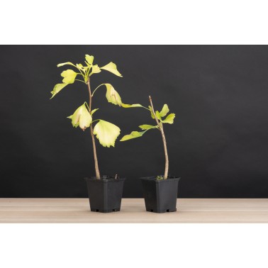 Planton Ginkgo Biloba
