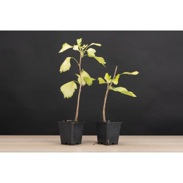 Planton Ginkgo Biloba