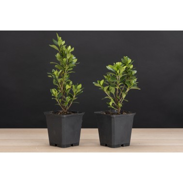 Planton Gardenia Jaminoides