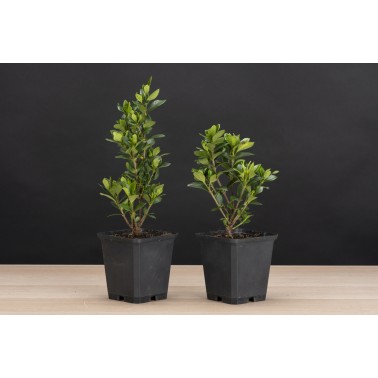 Planton Gardenia Jaminoides