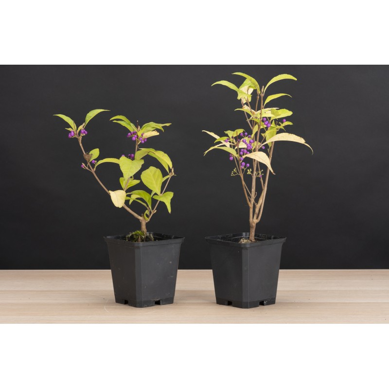 Planton Callicarpa Japonica