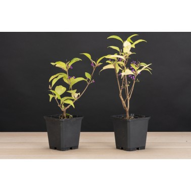 Planton Callicarpa Japonica