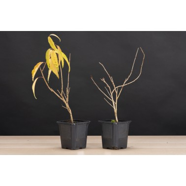 Planton Prunus Oshidori