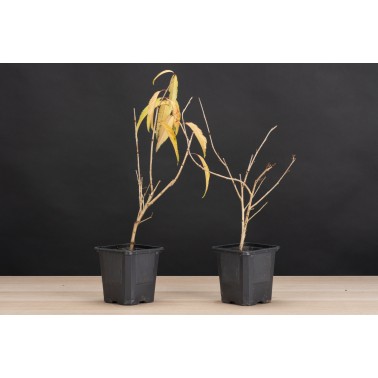 Planton Prunus Oshidori