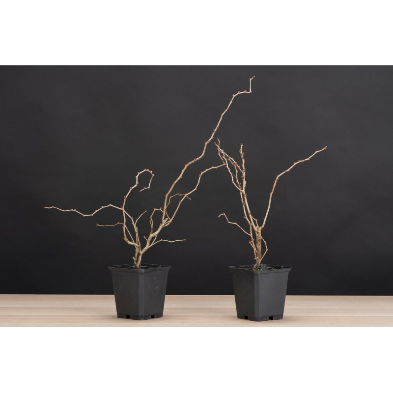 Planton Prunus Kojo no mai