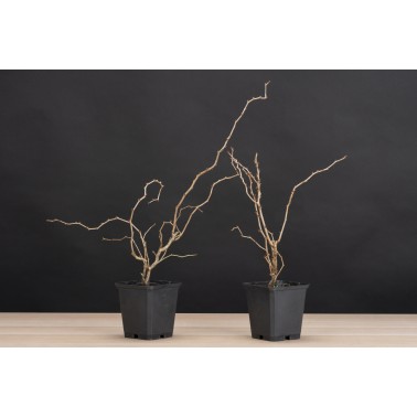 Seedling Prunus Kojo no mai