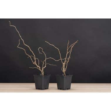 Planton Prunus Kojo no mai