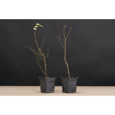 Planton Celtis Sinensis