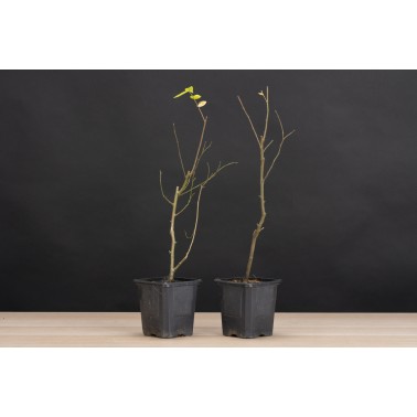 Planton Celtis Sinensis