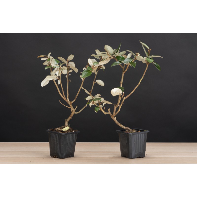 Planton Eleagnus Pungens