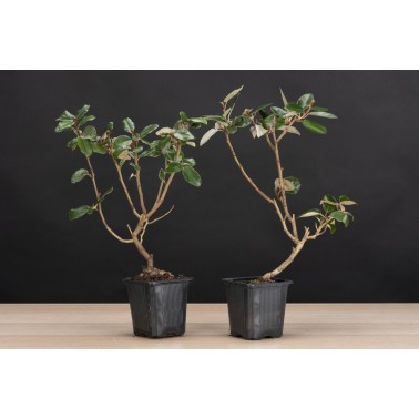 Planton Eleagnus Pungens