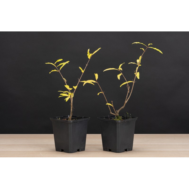 Planton Granado Nejikan