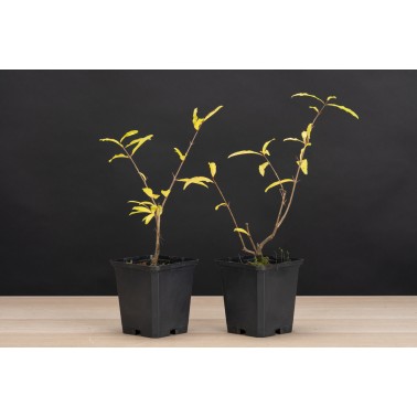 Planton Granado Nejikan