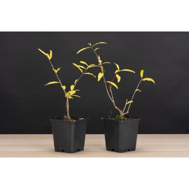 Planton Granado Nejikan