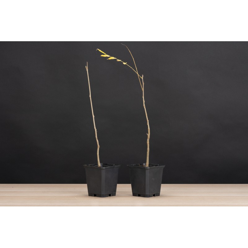 Planton Wisteria Floribunda - Glicinia