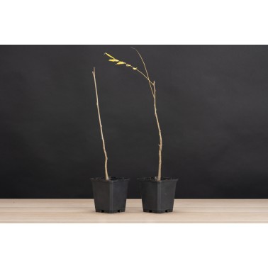 Planton Wisteria Floribunda - Glicinia