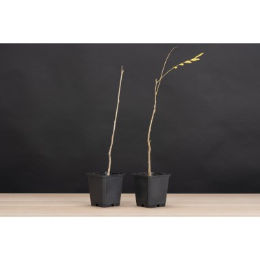 Planton Wisteria Floribunda - Glicinia