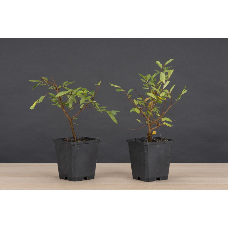 Planton Zelkova Nire