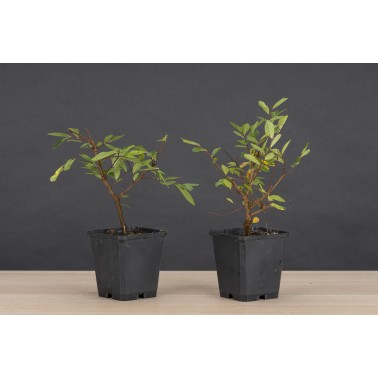 Planton Zelkova Nire