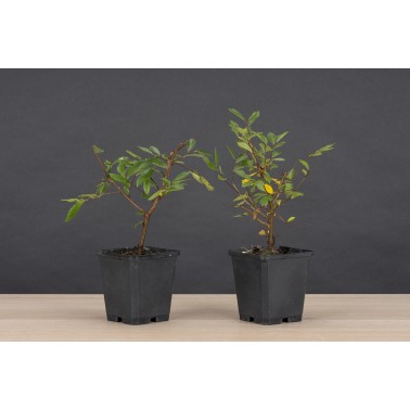 Planton Zelkova Nire