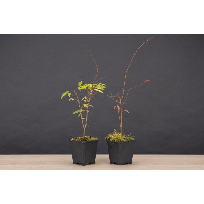 Planton Zelkova Serrata