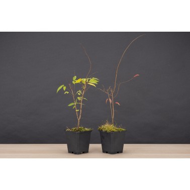 Planton Zelkova Serrata