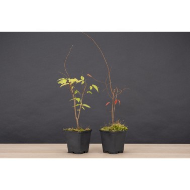 Planton Zelkova Serrata