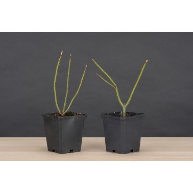 Planton Arce Palmatum Shishigashira